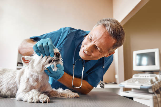 Best Mobile Emergency Dentist in Ken Caryl, CO